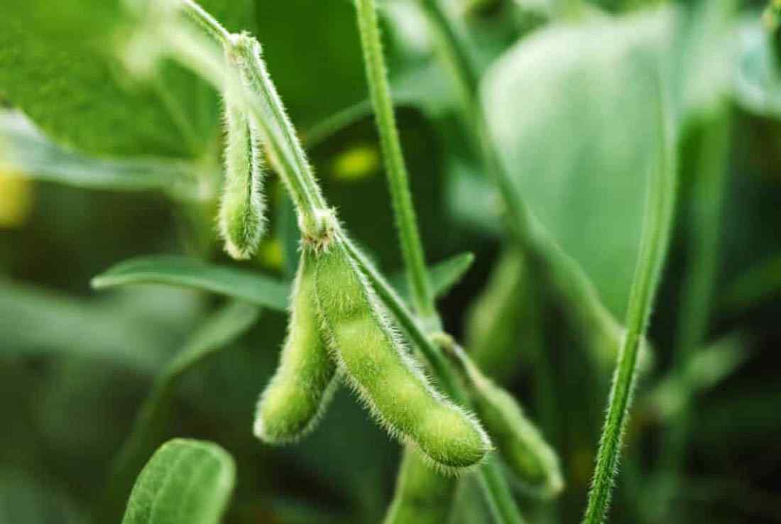 growforme image